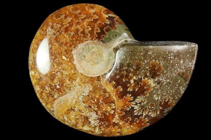 Polished, Agatized Ammonite (Cleoniceras) - Madagascar #119023
